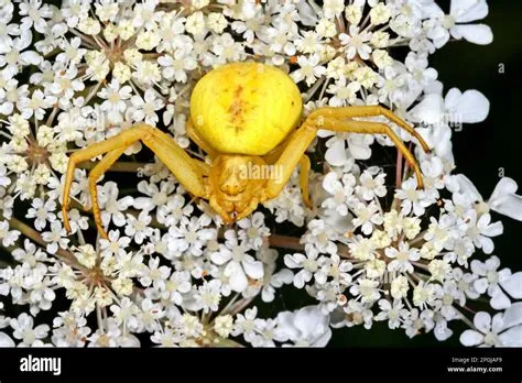  Celestial Crab Spider: A Master of Camouflage Lurking on Flowers!