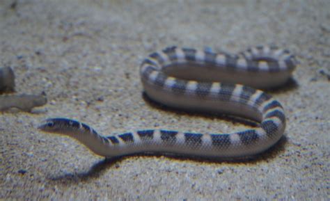  Eels: Sleek, Snake-Like Denizens of Both Freshwater and Marine Environments!