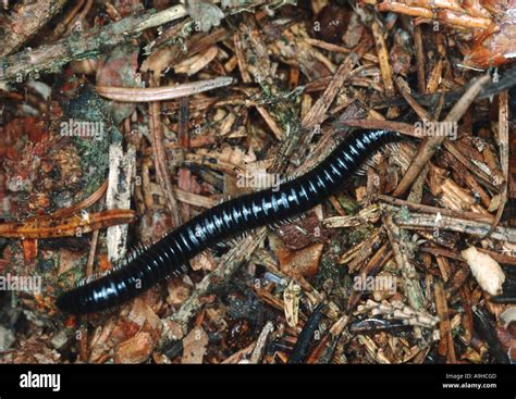  Juliform Diplopoda: Een Traag En Vreemd Gezelschap Met De Geweldigste Rol!