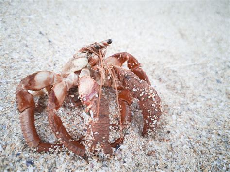  Scavenging Hermit Crab: Can These Armored Shell-Swappers Survive Without Their Borrowed Homes?