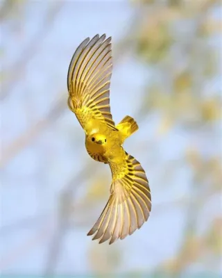  Leeuwerik! Deze Zangvogel Met Een Melodisch Gebeld Heeft Een Verbazingwekkende Vliegvorm En Is Bekend Om Zijn Geweldige Migratiereizen